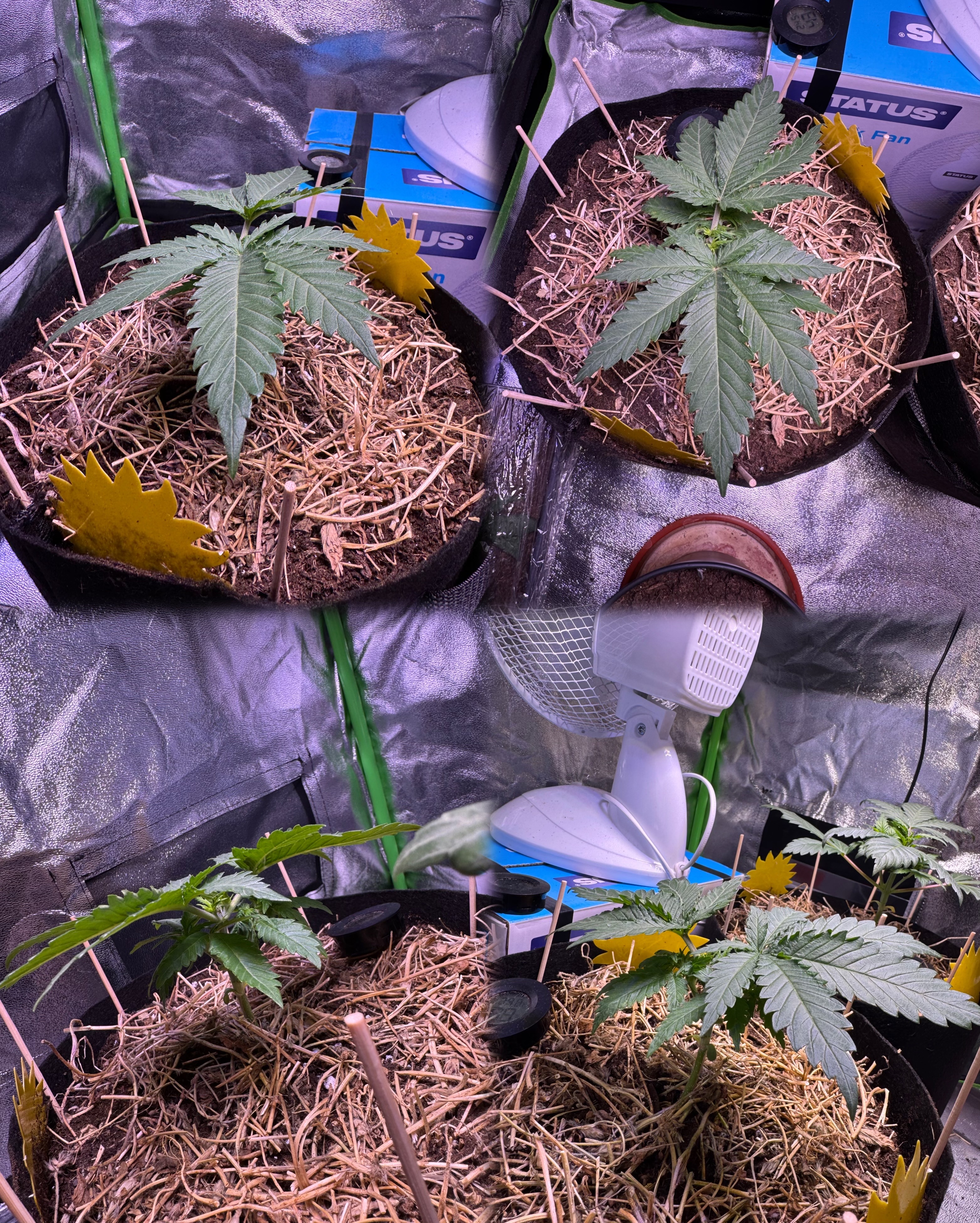 00 Mimosa (indoor organic)