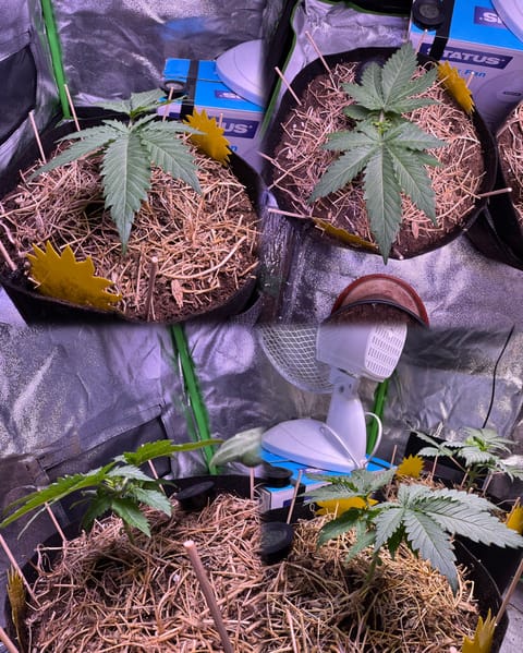 00 Mimosa (indoor organic)