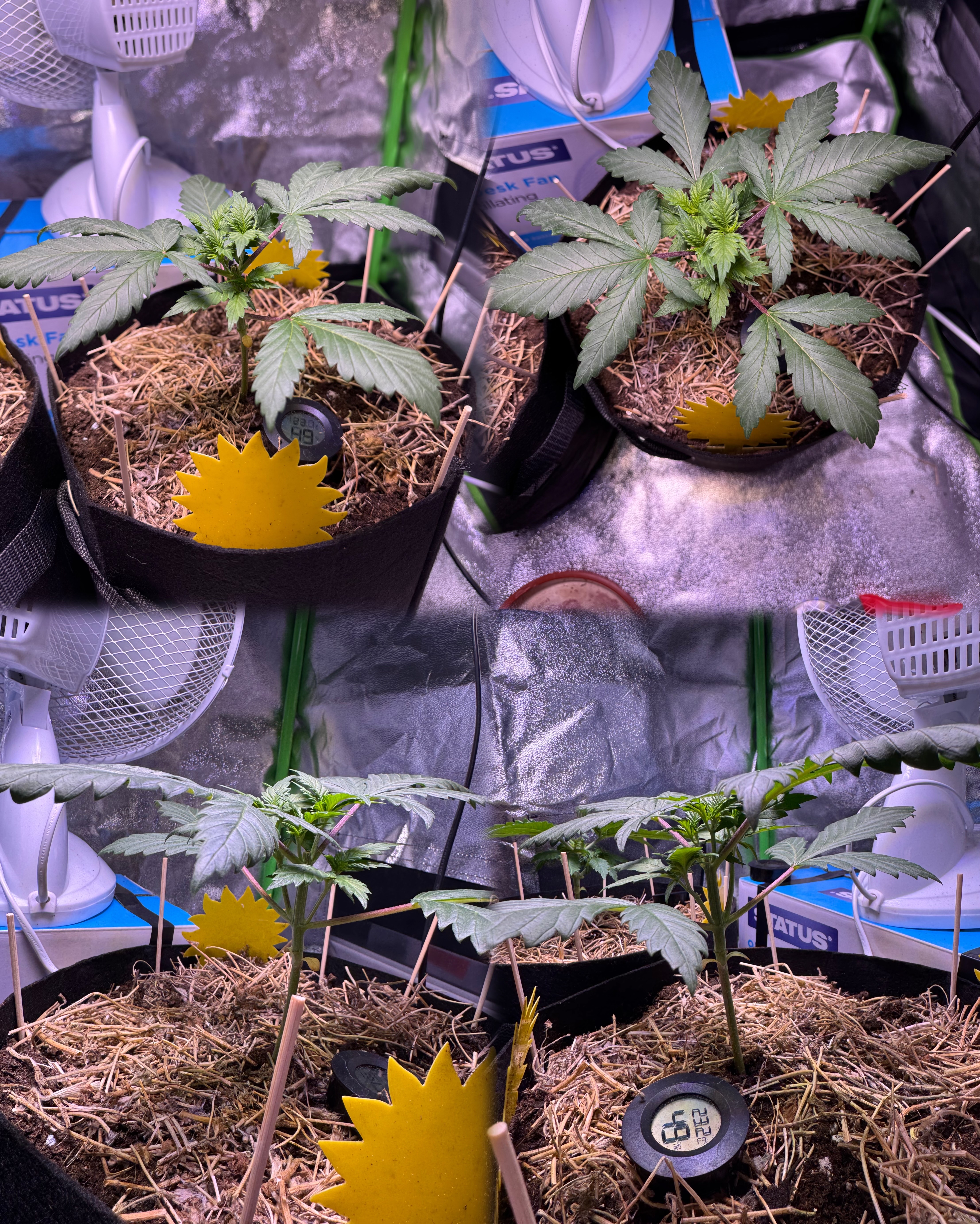 00 Mimosa (indoor organic) — vegetative, day 10