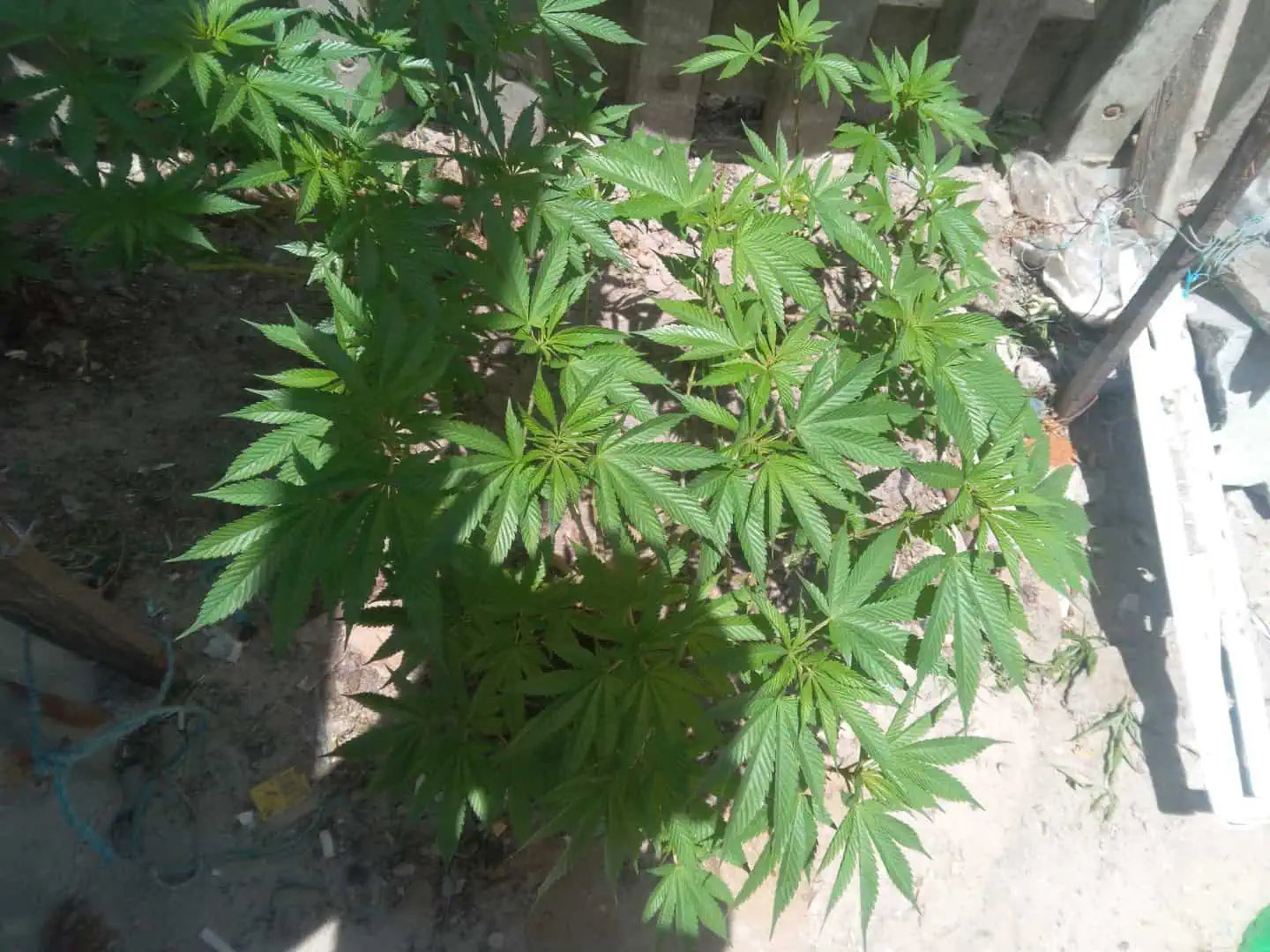 what stage is my plant 