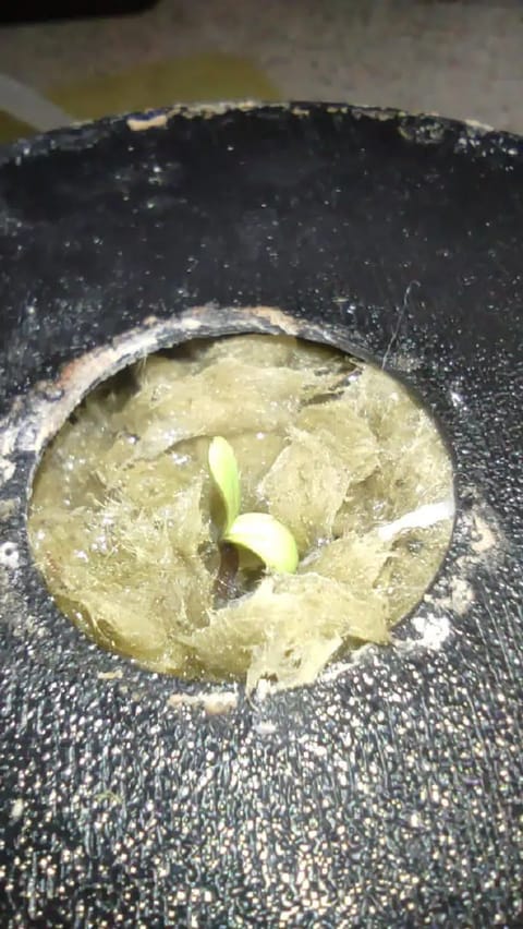 Crime Caramel Auto — germination, day 1