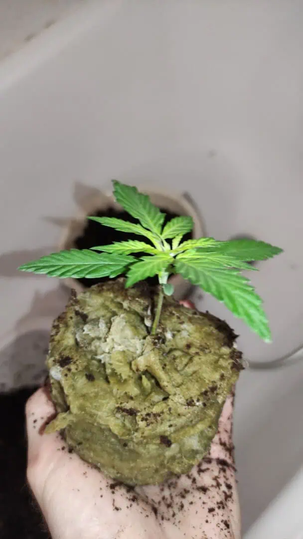 Crime Caramel Auto — seedling_rooting, day 10