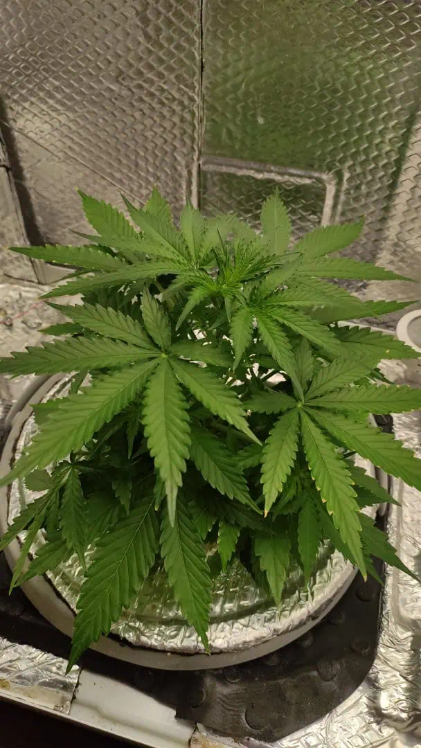 Crime Caramel Auto — vegetative, day 26
