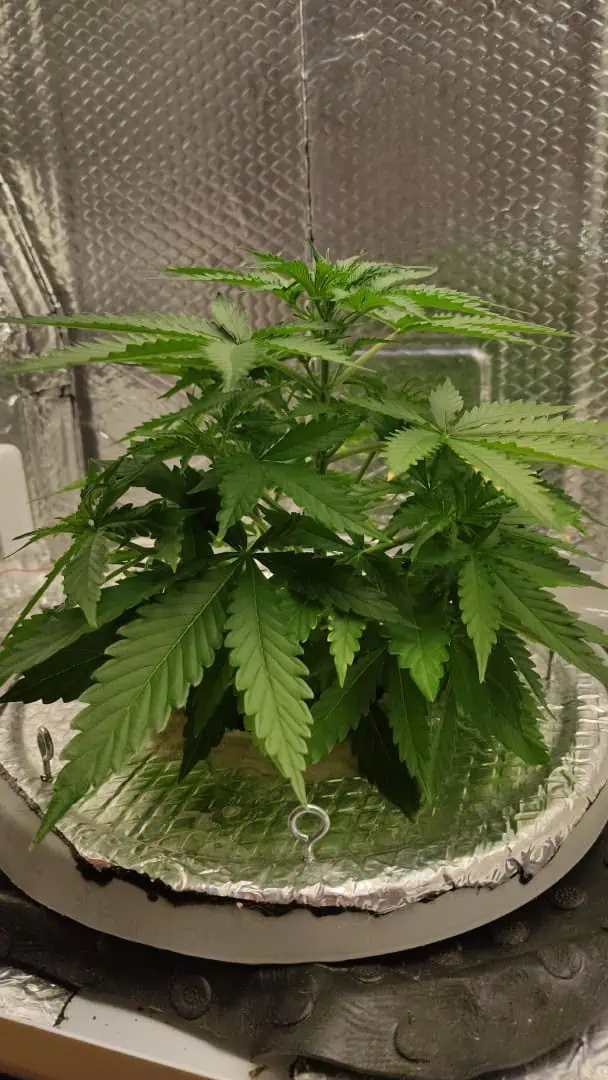Crime Caramel Auto — vegetative, day 26