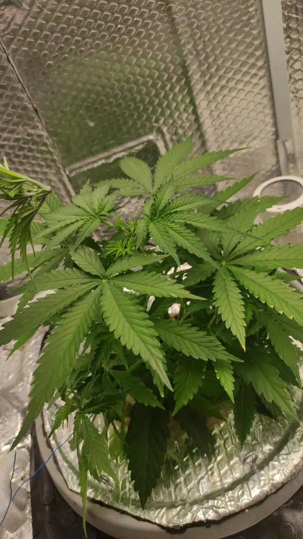 Crime Caramel Auto — vegetative, day 26