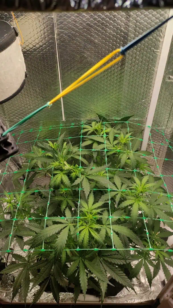 Crime Caramel Auto — vegetative, day 38