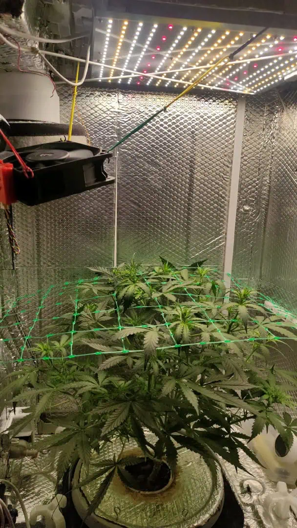 Crime Caramel Auto — vegetative, day 38