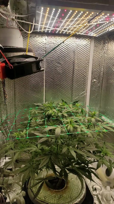 Crime Caramel Auto — vegetative, day 38