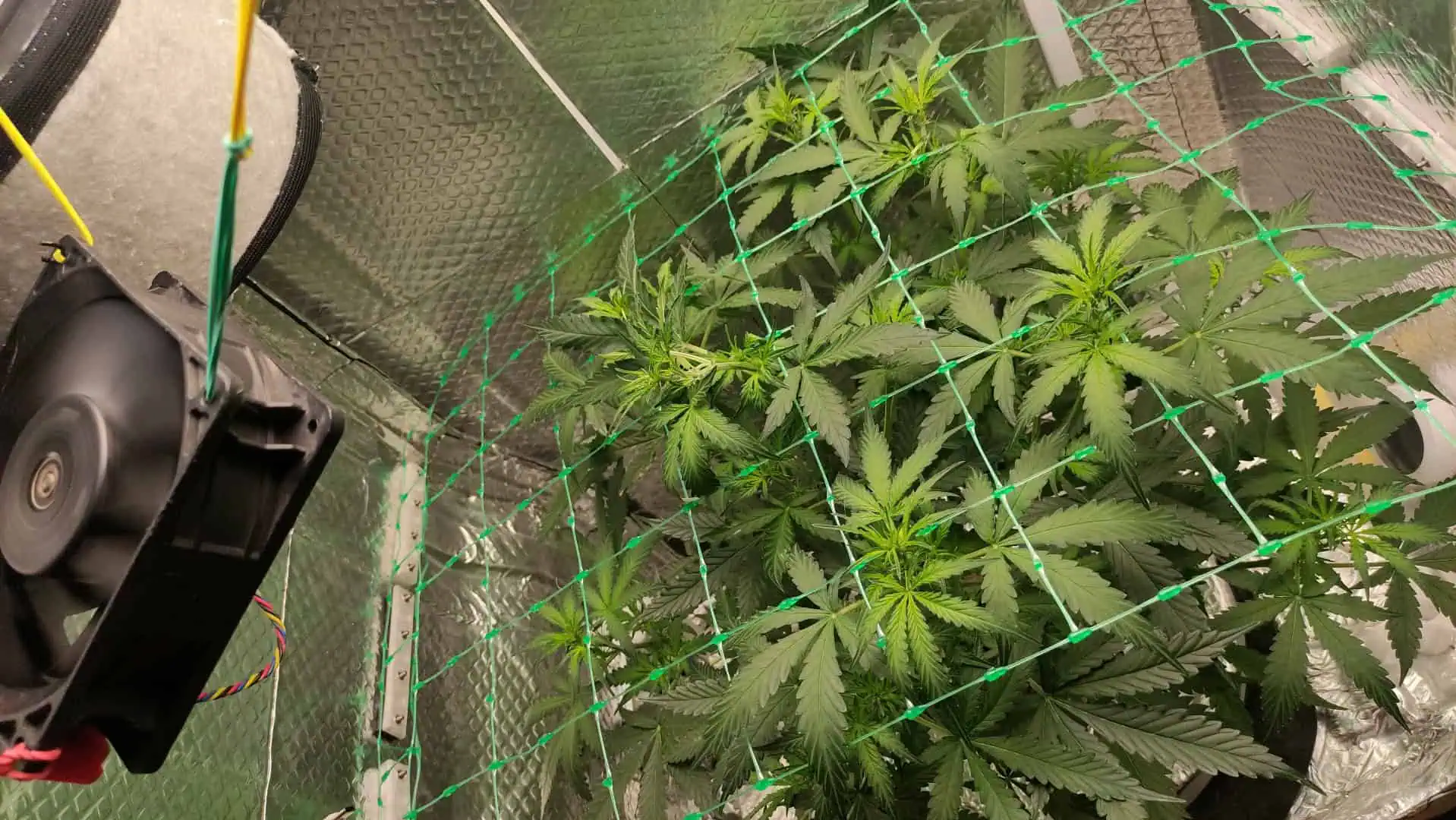 Crime Caramel Auto — vegetative, day 38