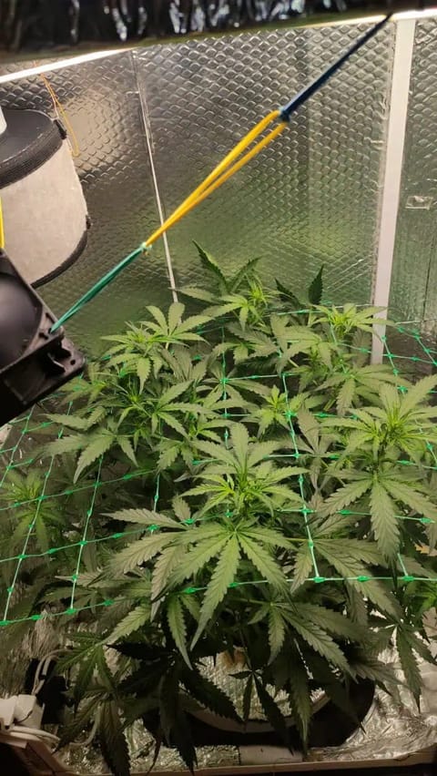 Crime Caramel Auto — vegetative, day 40