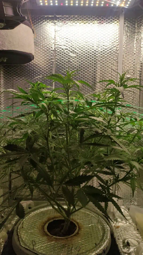 Crime Caramel Auto — vegetative, day 40