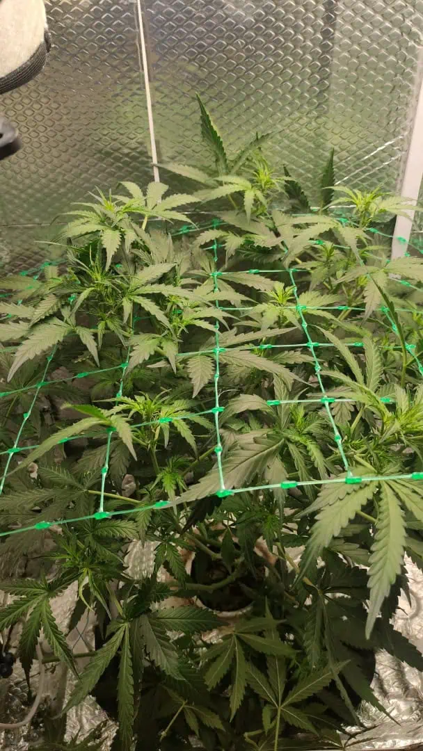 Crime Caramel Auto — vegetative, day 40