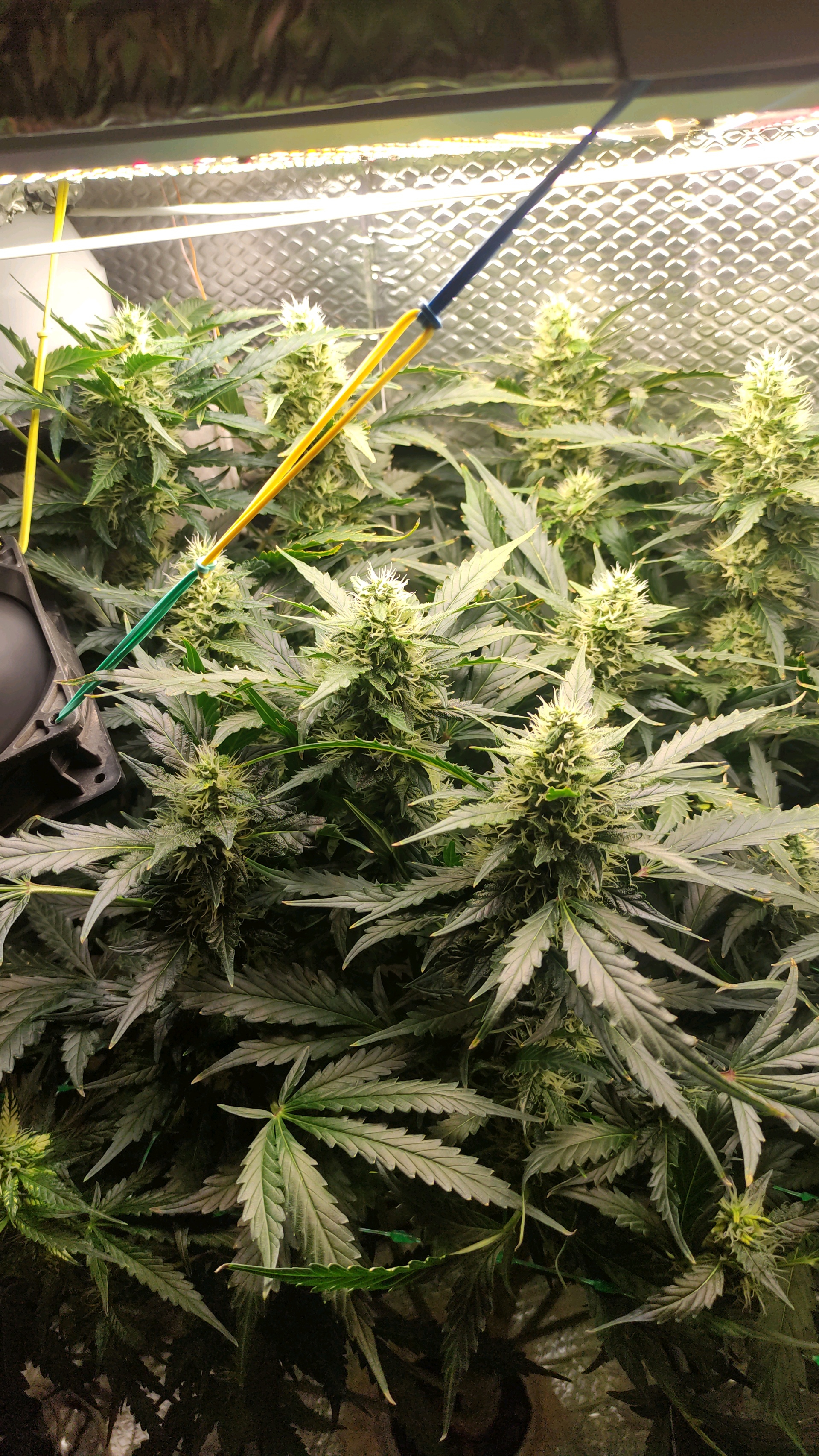 Crime Caramel Auto — flower, day 66