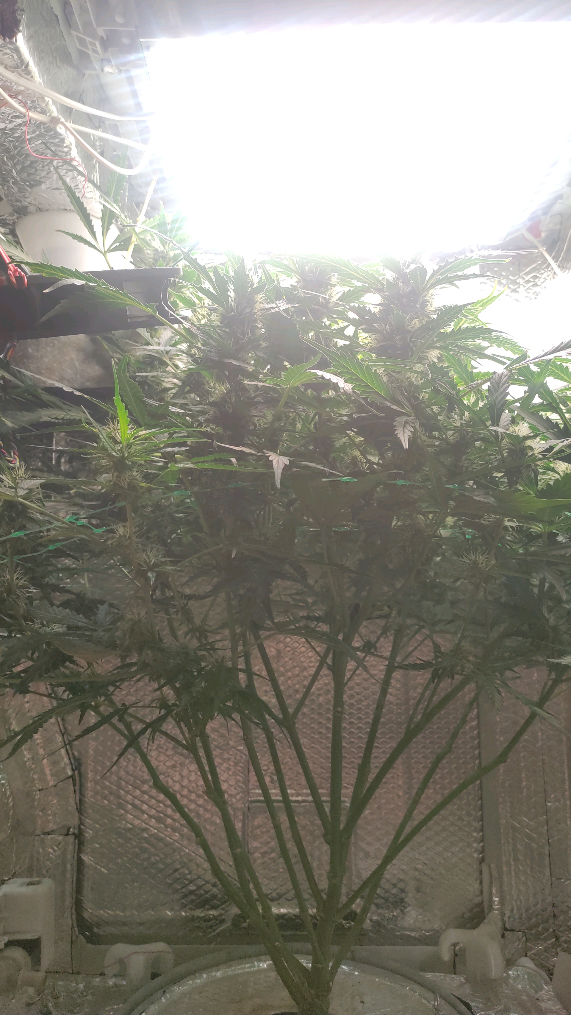 Crime Caramel Auto — flower, day 66