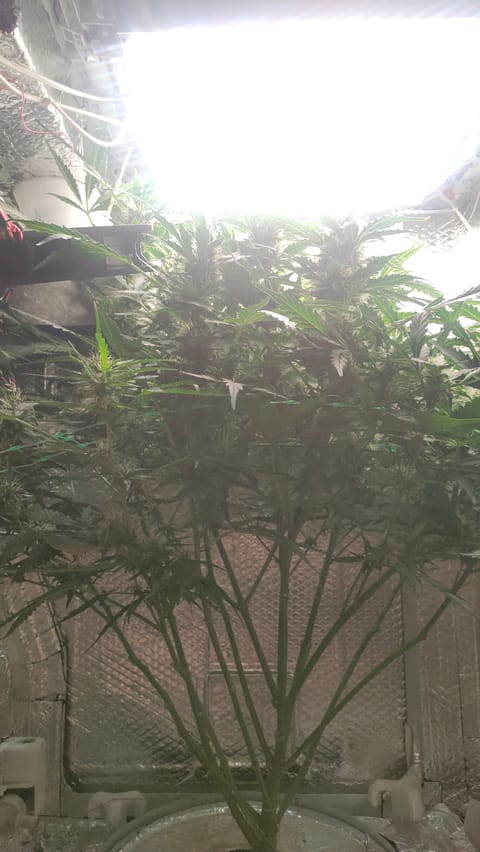 Crime Caramel Auto — flower, day 66