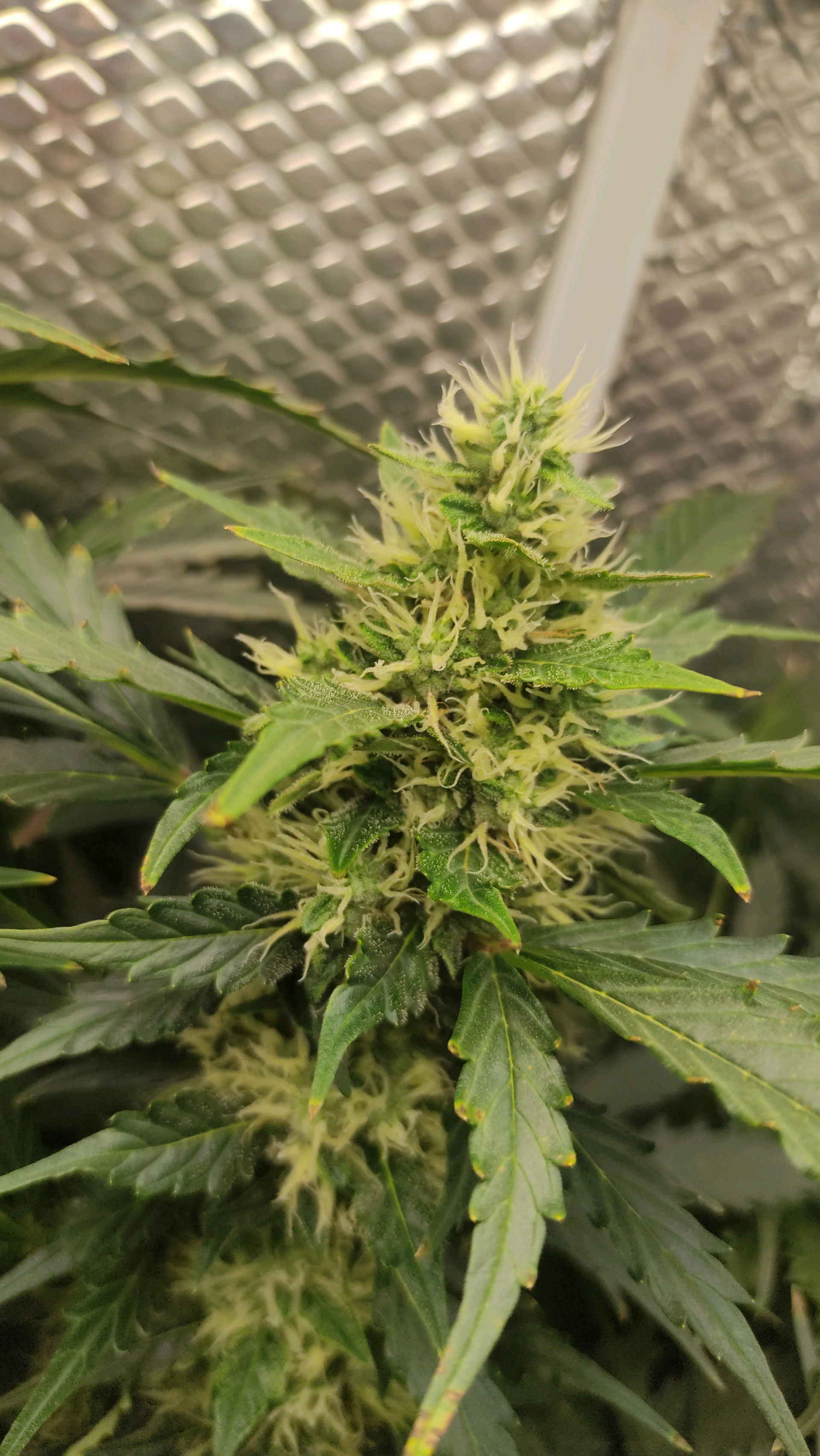 Crime Caramel Auto — flower, day 66