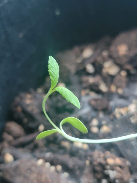 first window grow — seedling_rooting, day 1