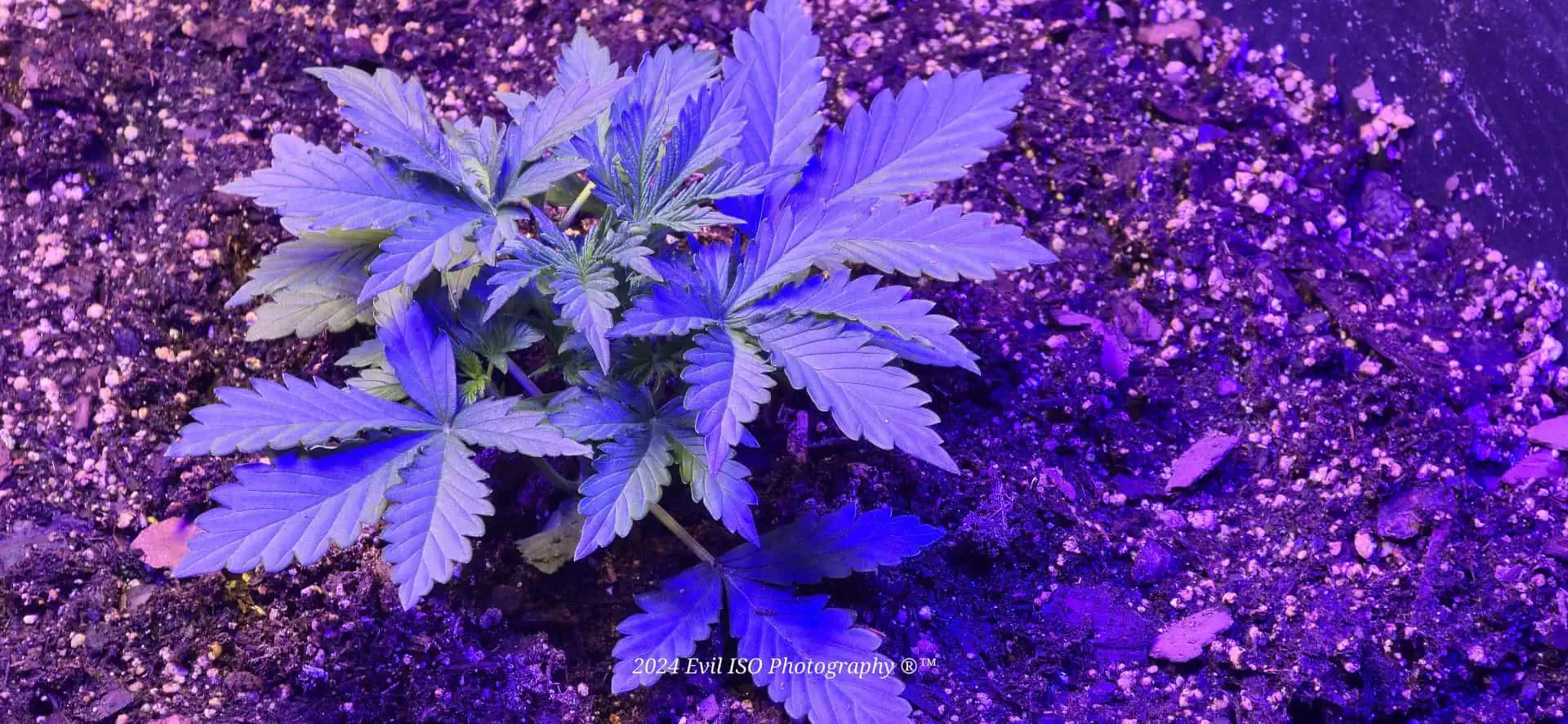 First Sensi Seed Bank.co experience