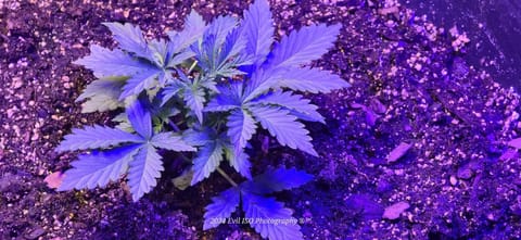 First Sensi Seed Bank.co experience