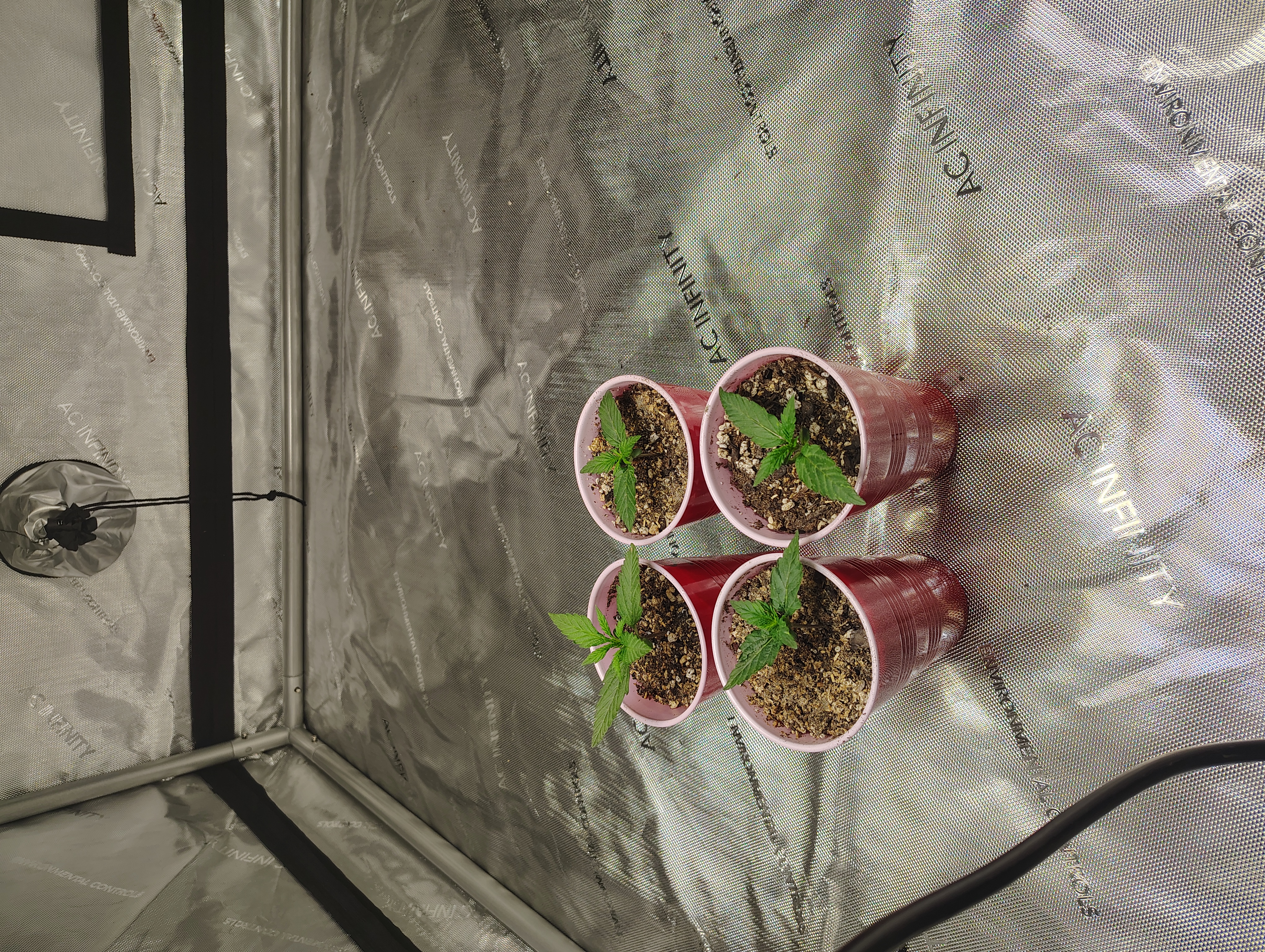 day 2  — vegetative, day 25