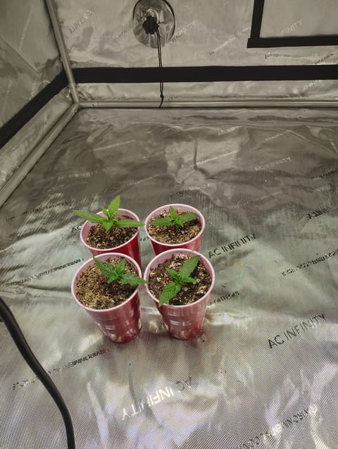 day 2 — vegetative, day 25