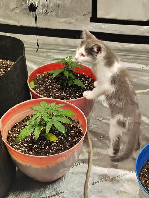 auto planted 