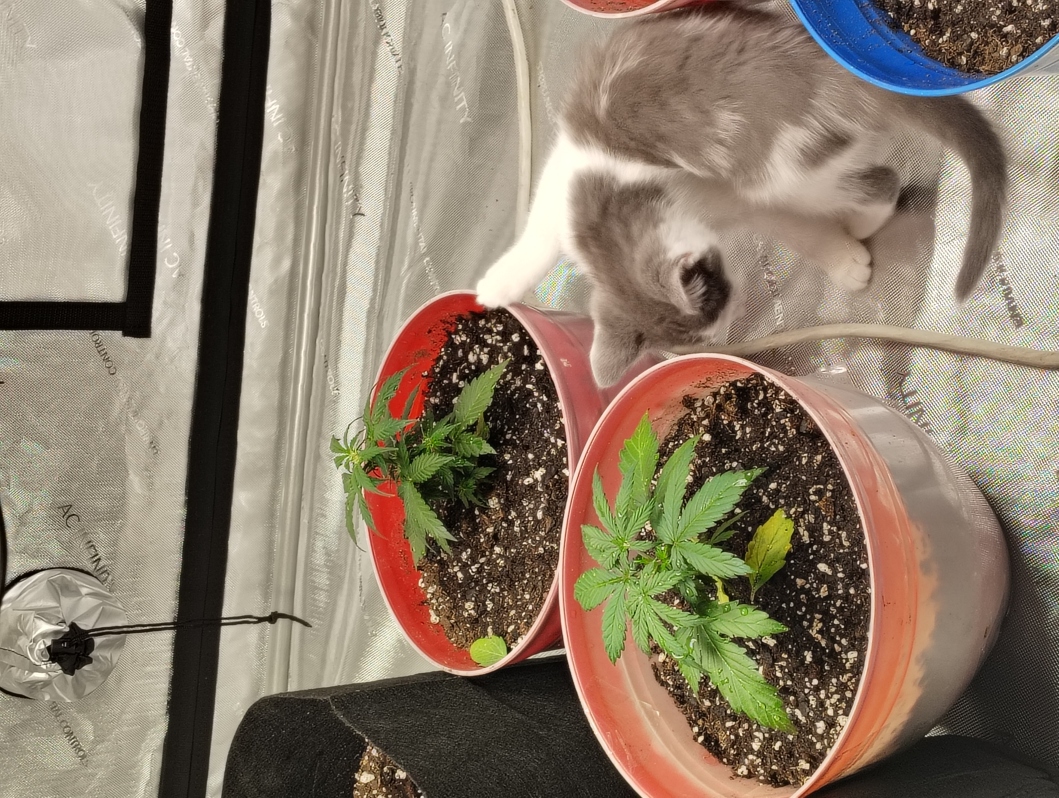 auto planted  — vegetative, day 1