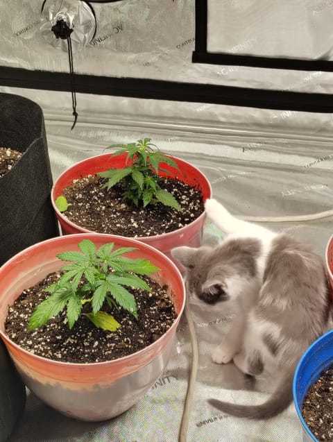 auto planted  — vegetative, day 1