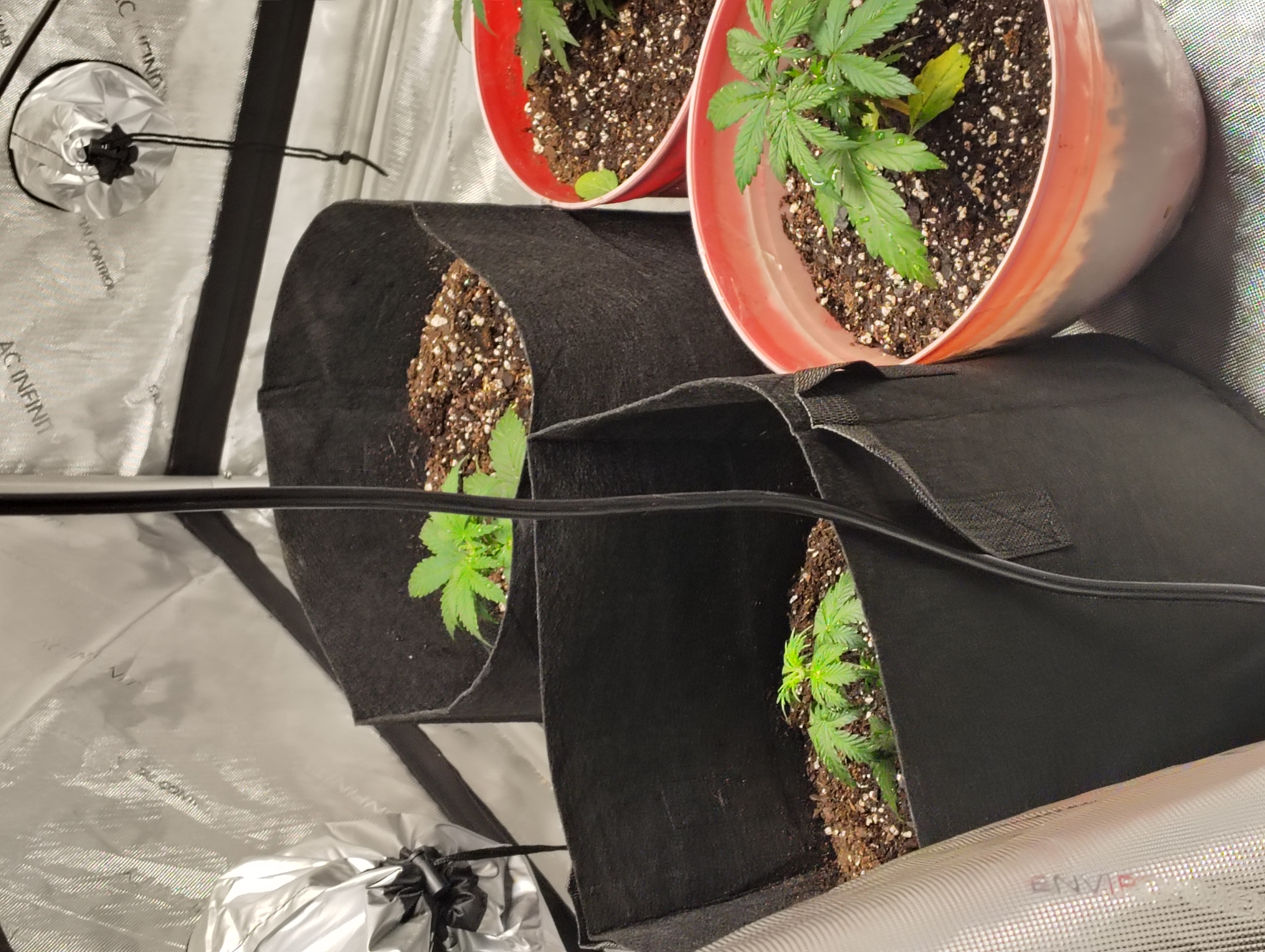 auto planted  — vegetative, day 1