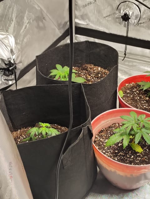 auto planted  — vegetative, day 1