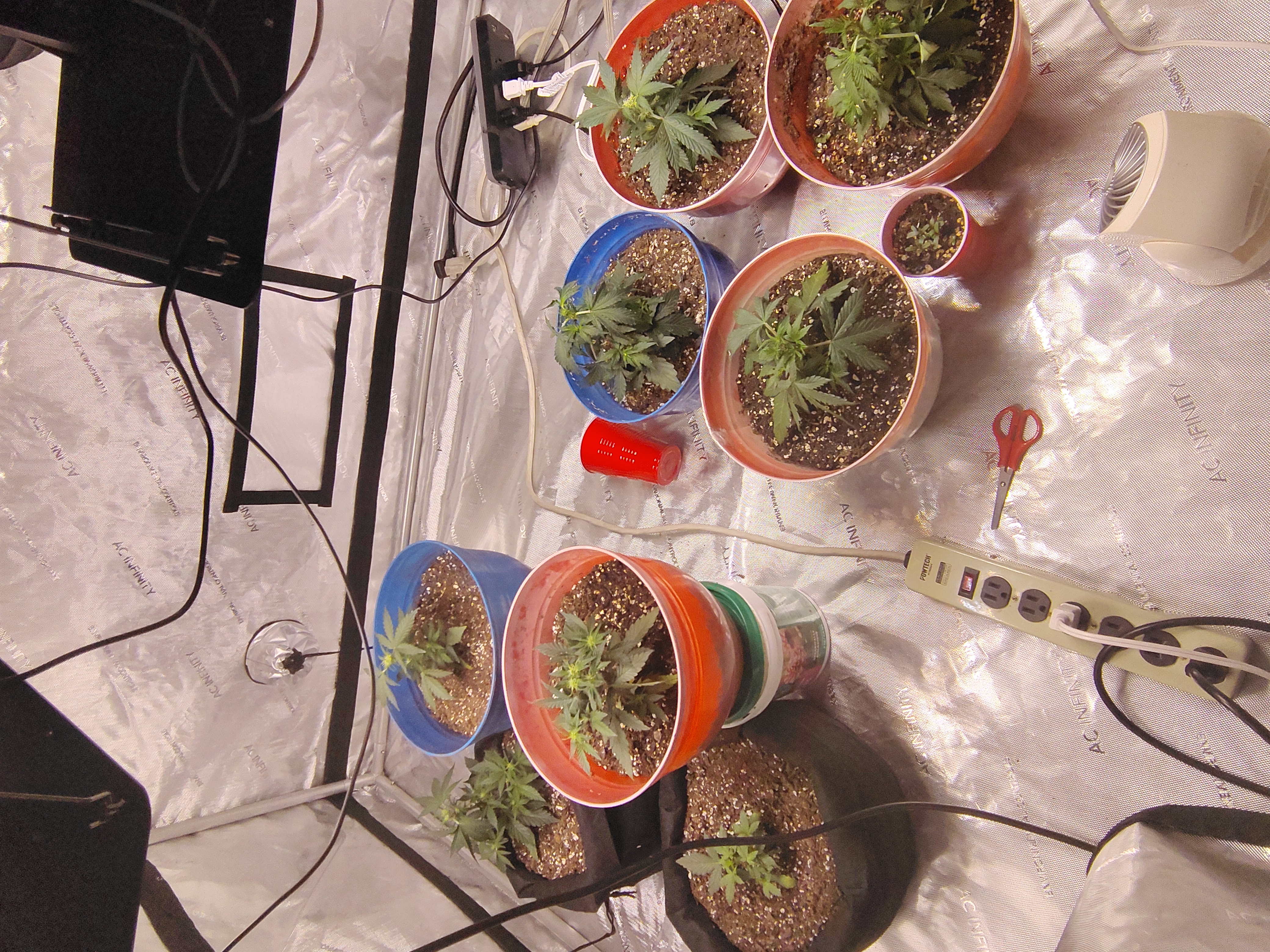 day 2  — flower, day 24