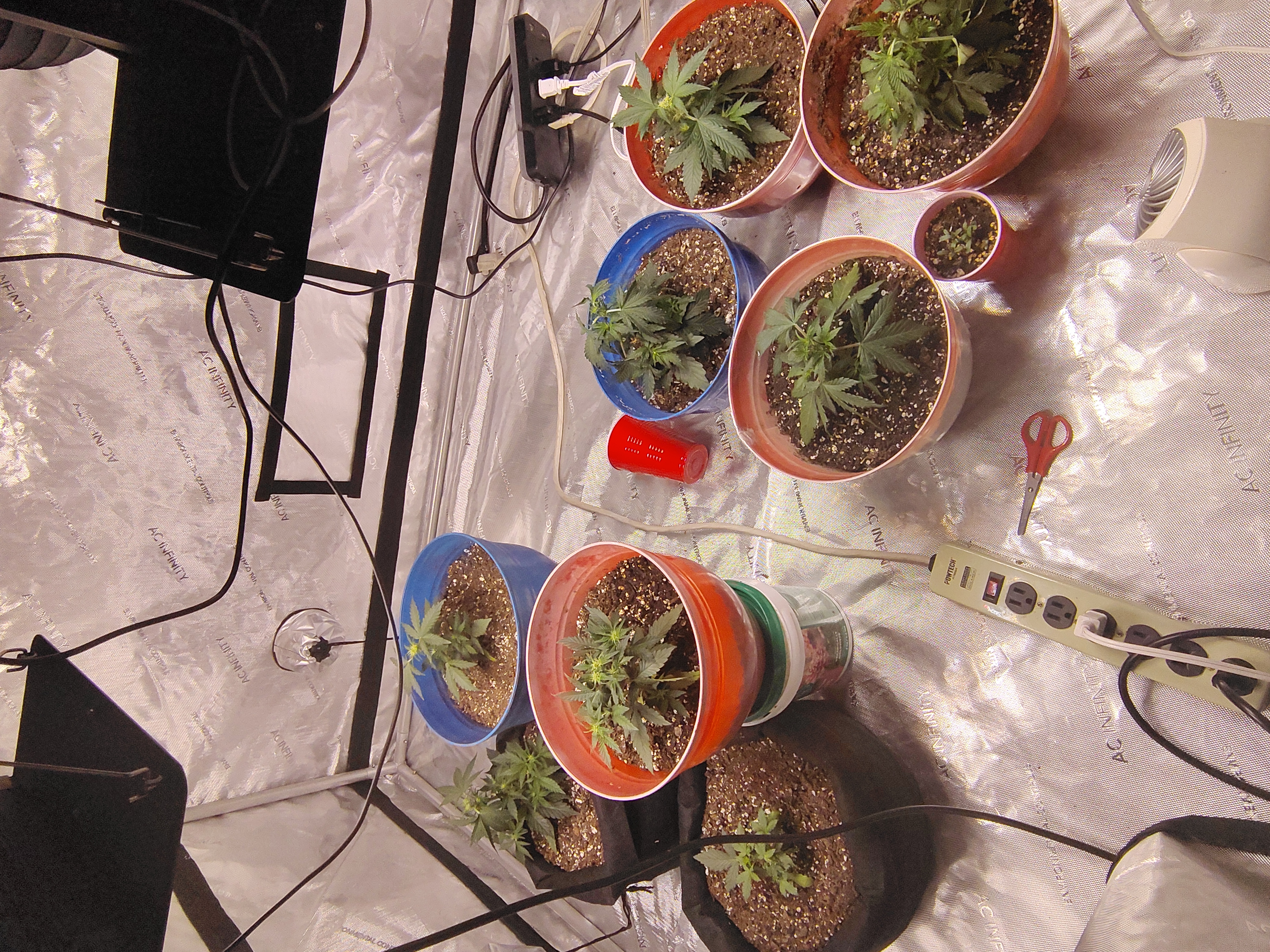 day 2  — flower, day 24