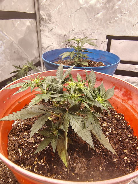 day 2 — flower, day 24