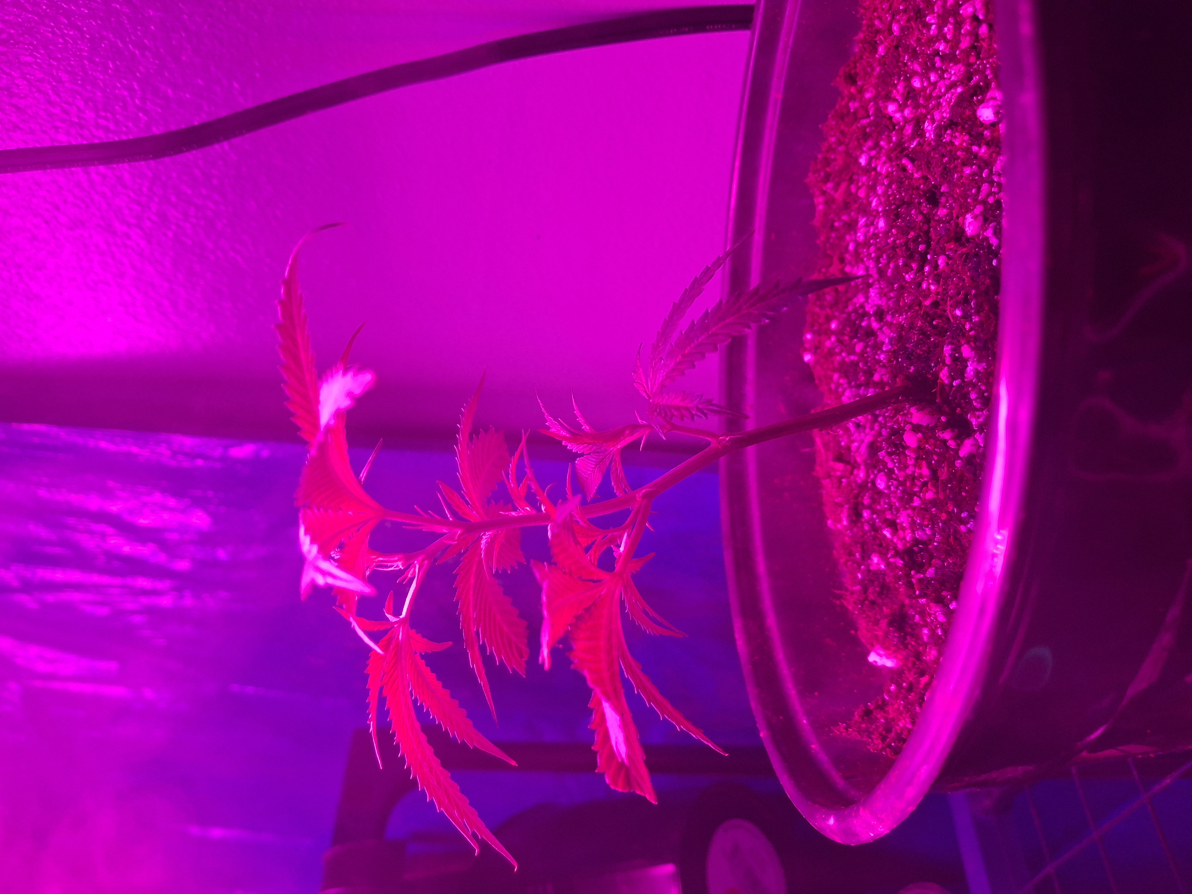 III — seedling_rooting, day 1