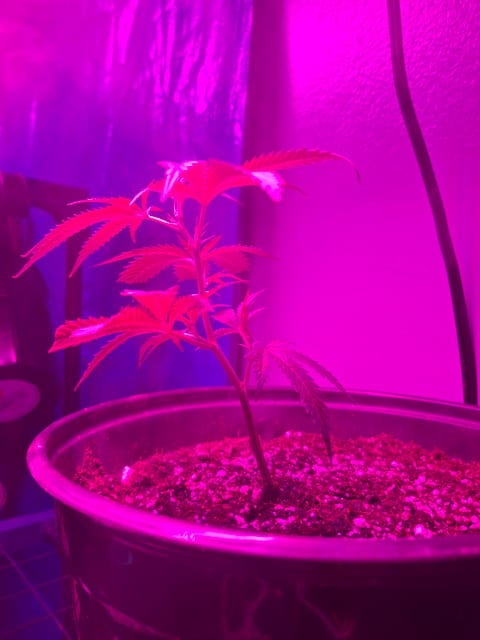 III — seedling_rooting, day 1