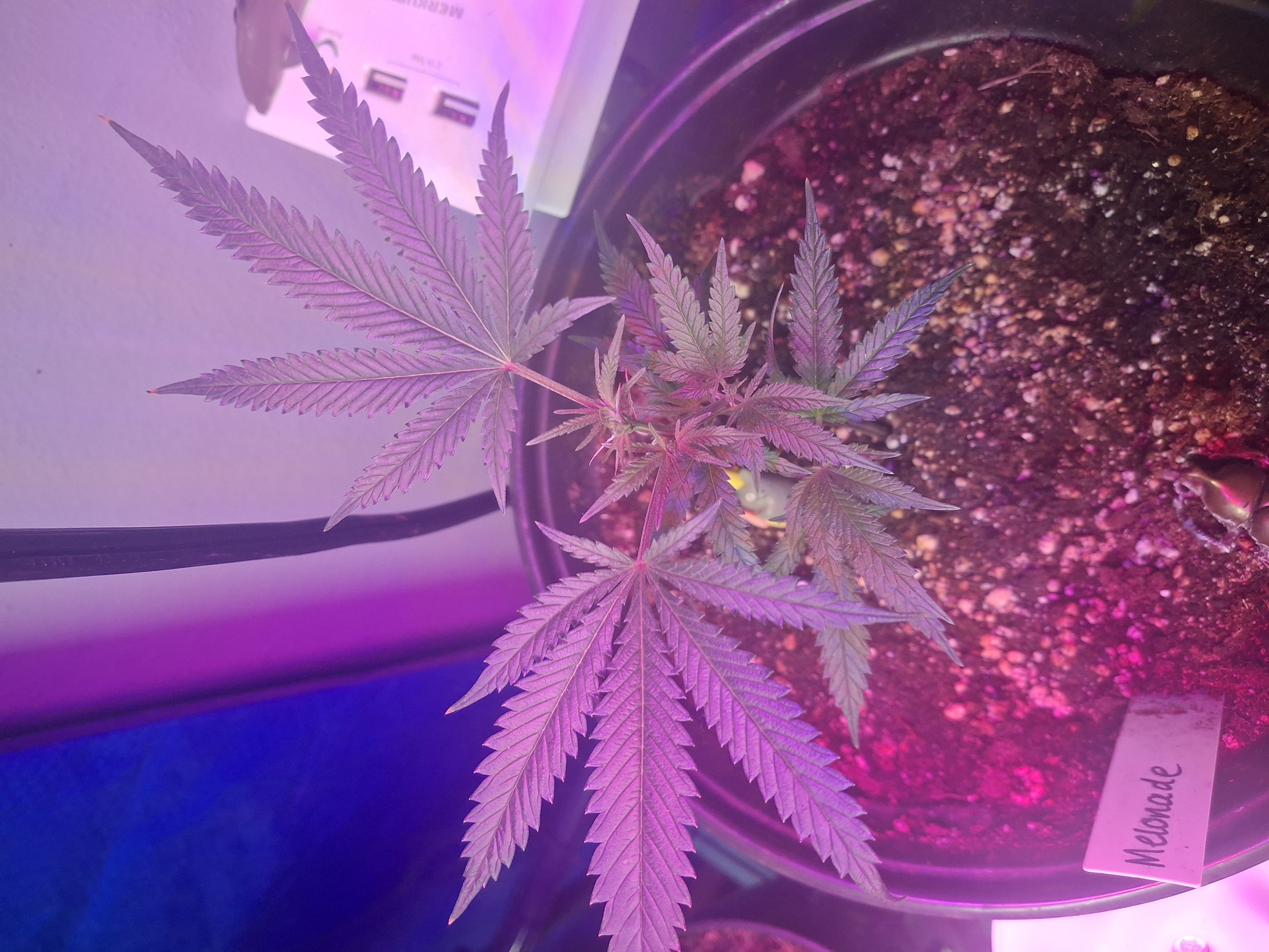 III — seedling_rooting, day 7