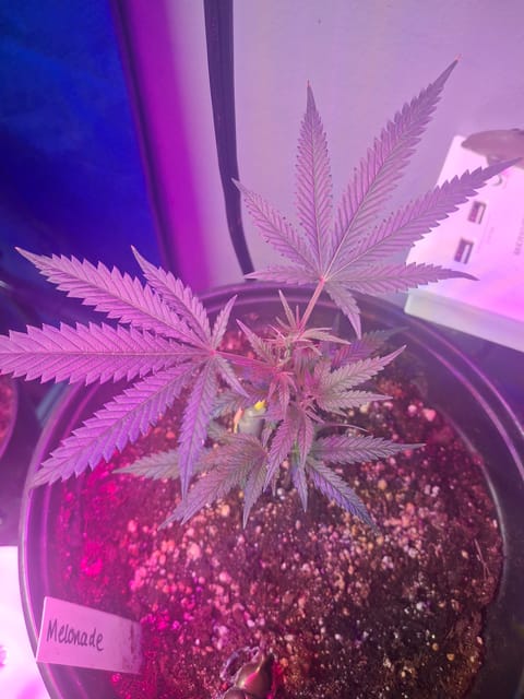 III — seedling_rooting, day 7