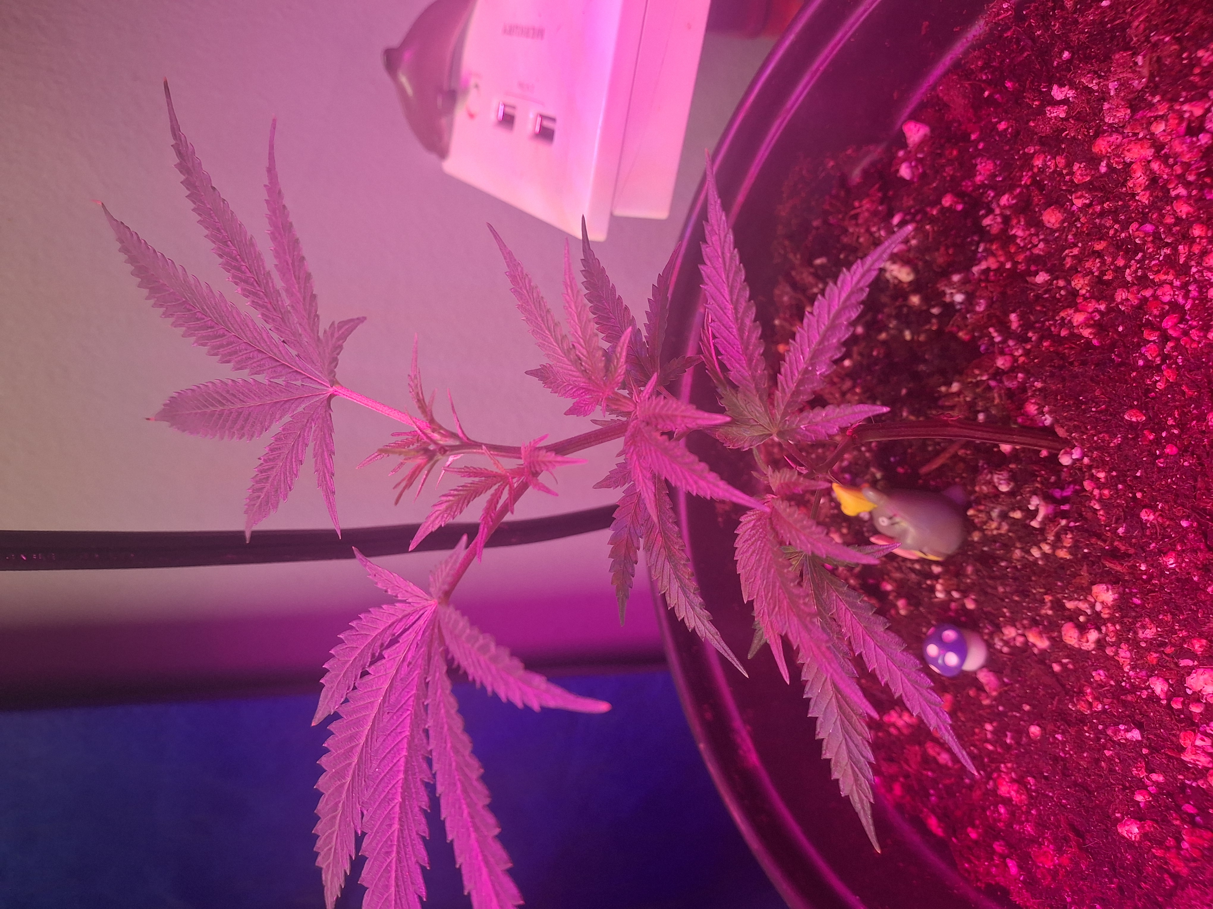 III — seedling_rooting, day 7