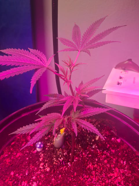 III — seedling_rooting, day 7