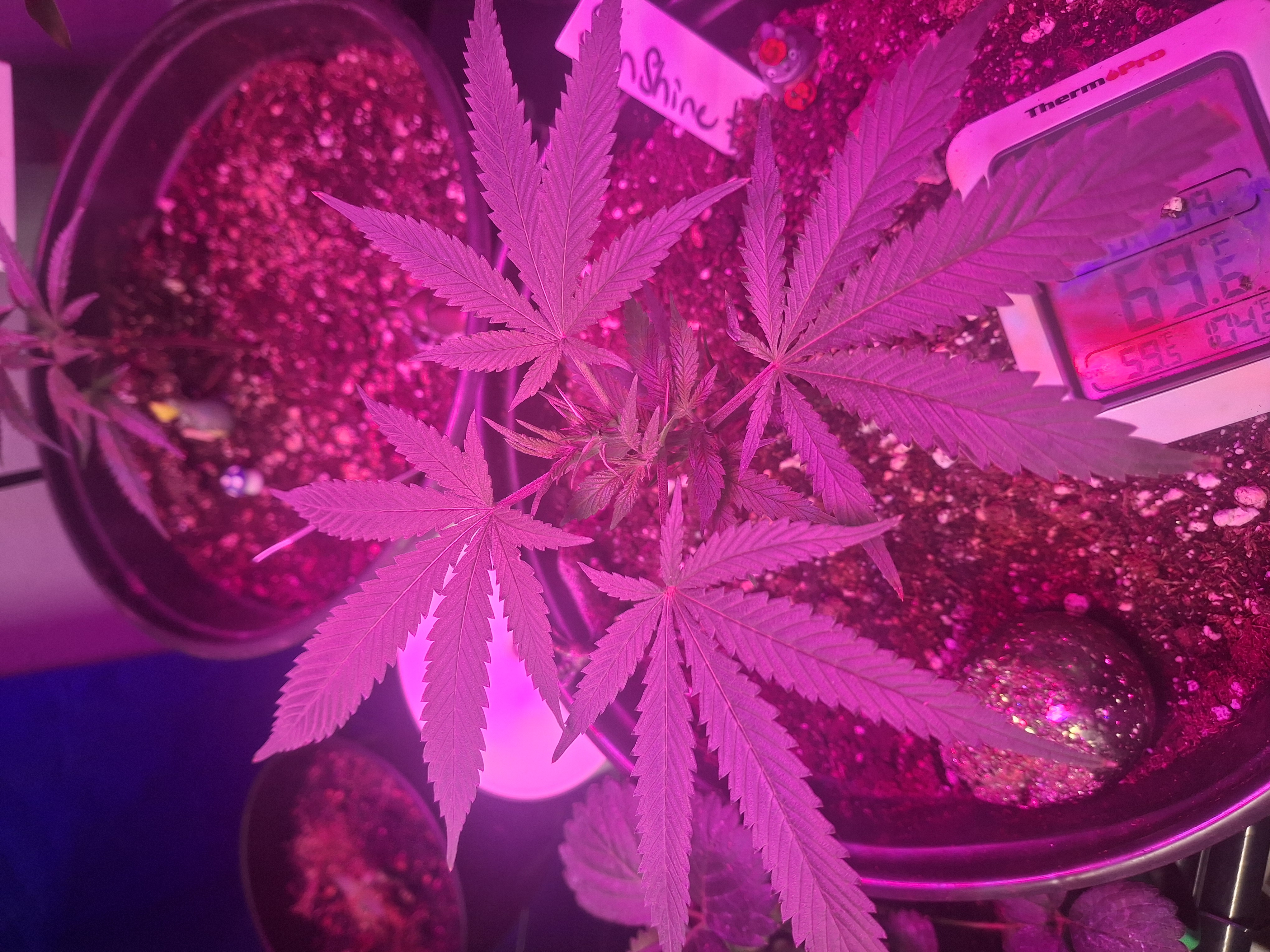 III — seedling_rooting, day 8