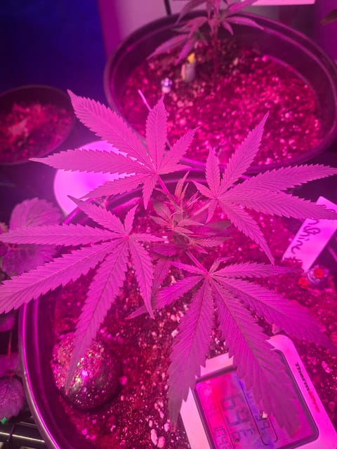 III — seedling_rooting, day 8