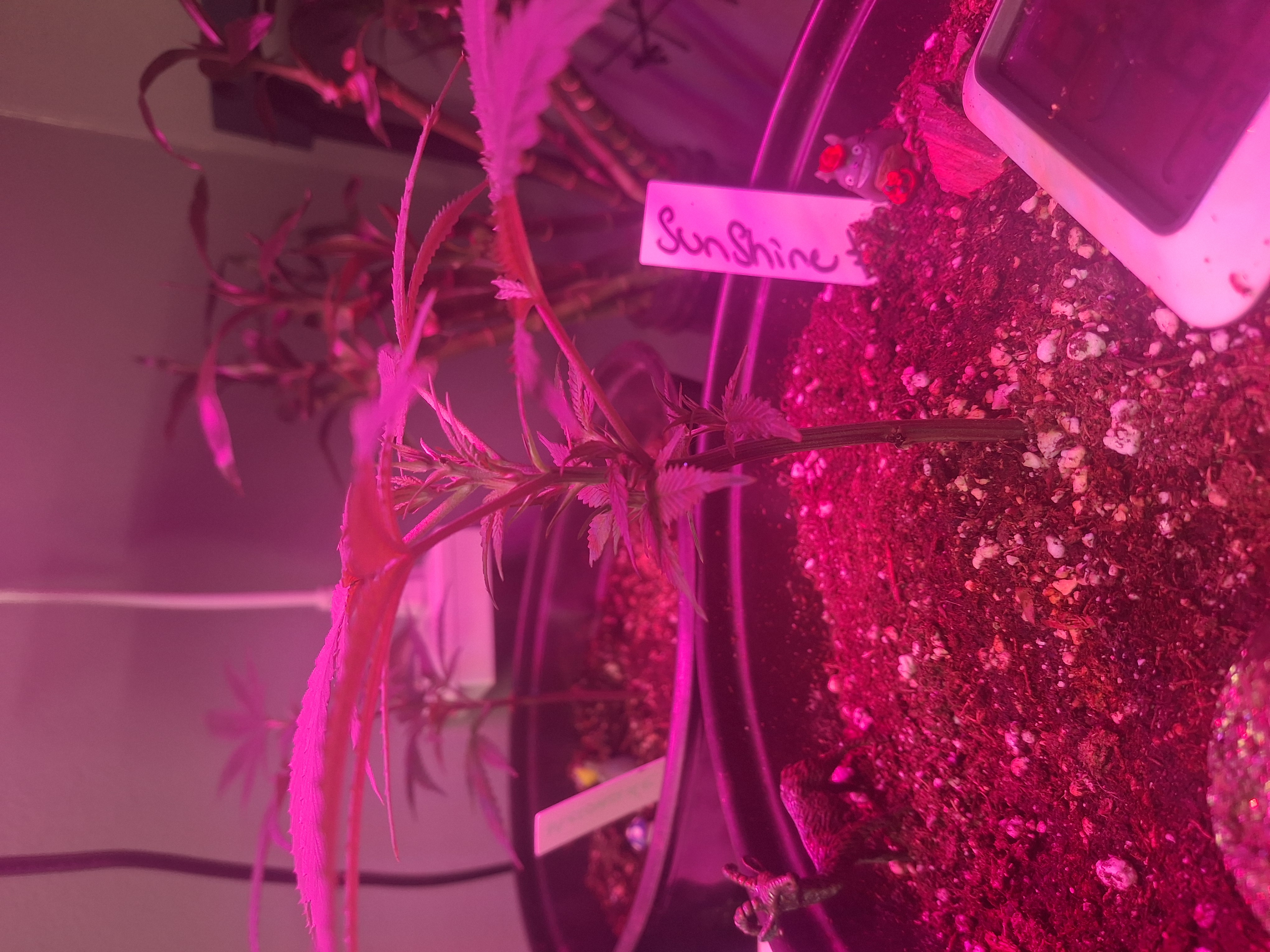 III — seedling_rooting, day 8