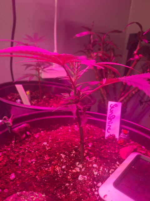 III — seedling_rooting, day 8