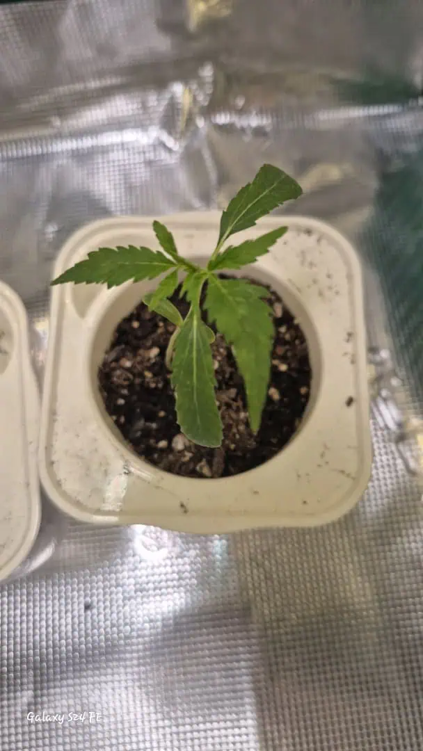 The Fantastic 4 — seedling_rooting, day 1