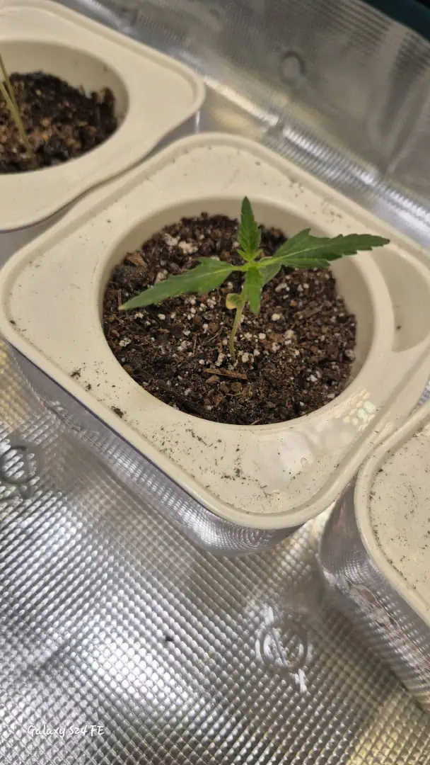 The Fantastic 4 — seedling_rooting, day 1