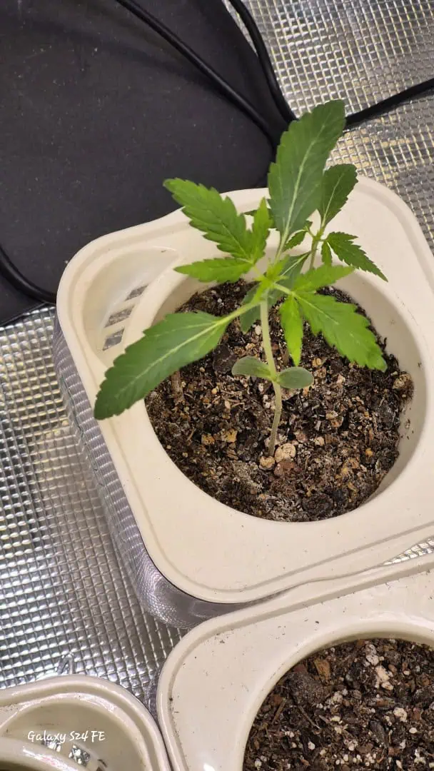 The Fantastic 4 — seedling_rooting, day 2