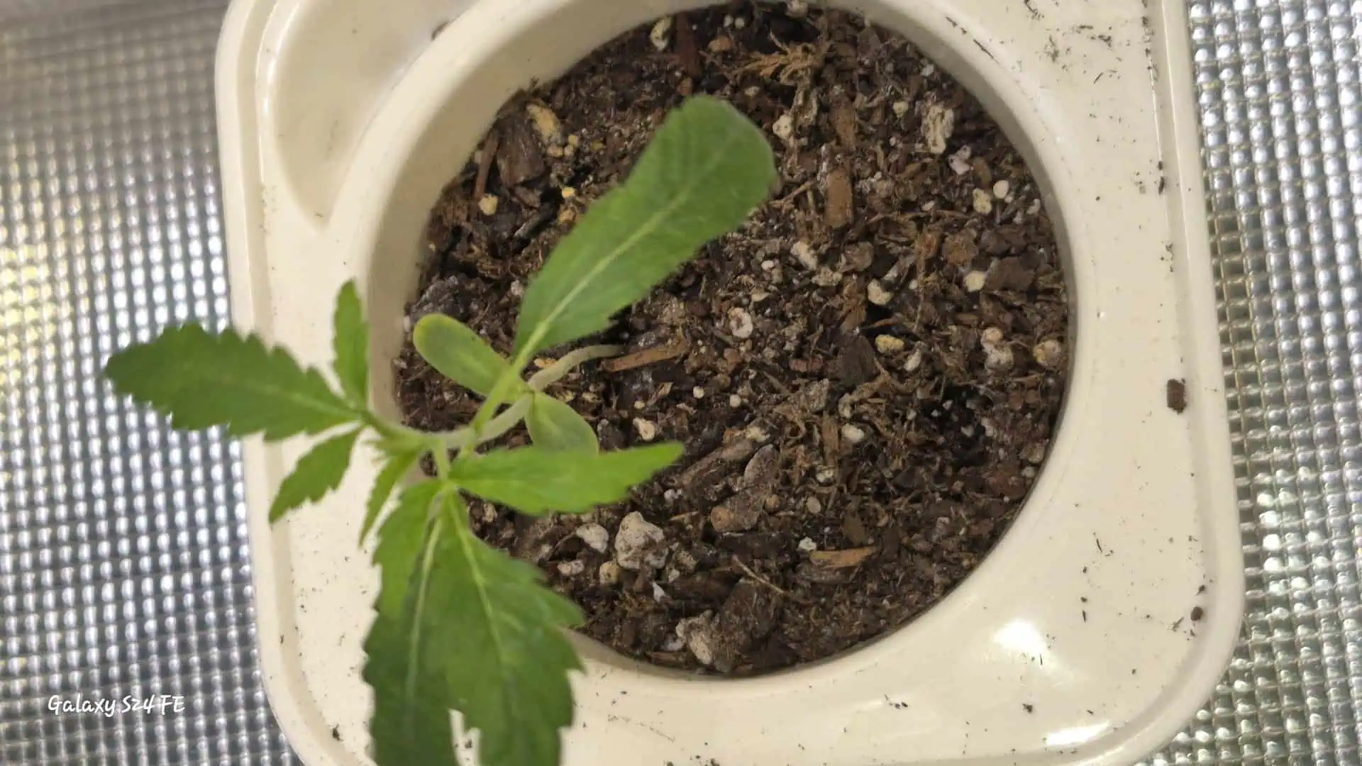 The Fantastic 4 — seedling_rooting, day 2