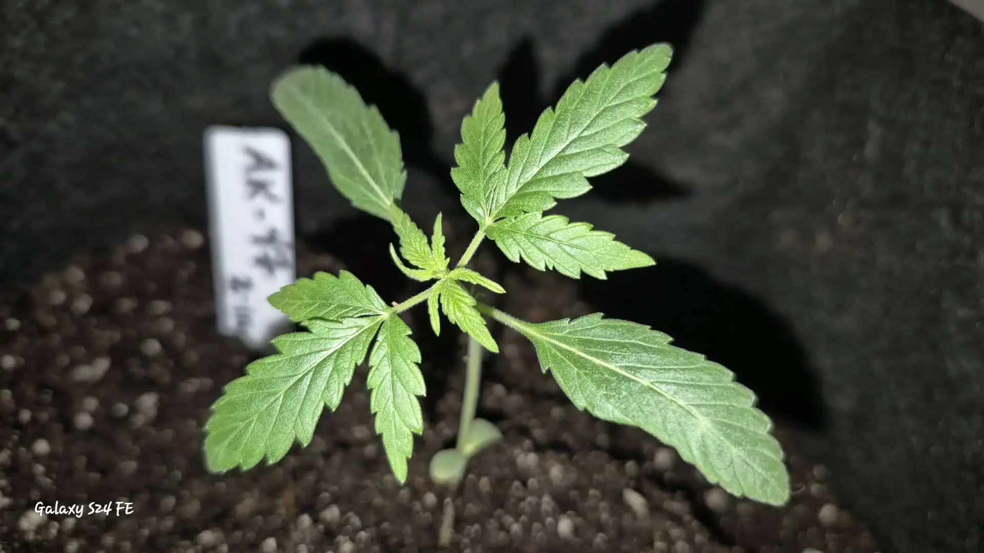 The Fantastic 4 — seedling_rooting, day 4