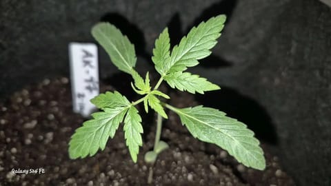 The Fantastic 4 — seedling_rooting, day 4