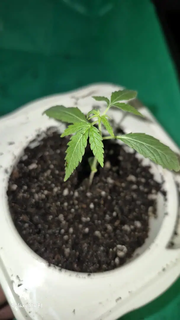 The Fantastic 4 — seedling_rooting, day 4